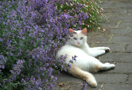 White cat - kitties, cats