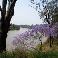 River and trees purple