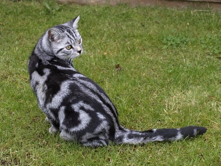 Jasper - tabby, silver tabby, cats, kitty