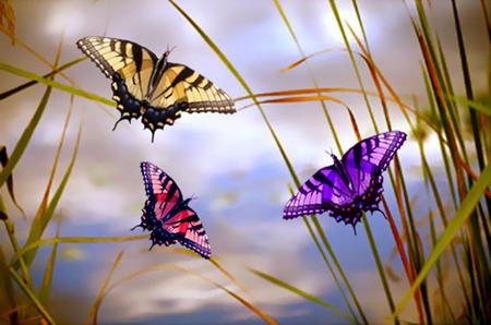 Butterflies - 3, sky, purple, wings, flight, grass, butterflies