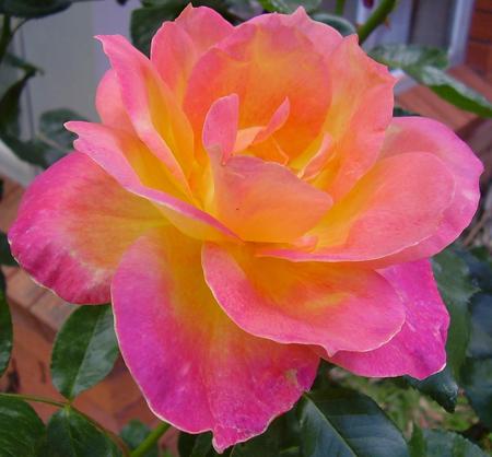 Rose - nature, rose, flower