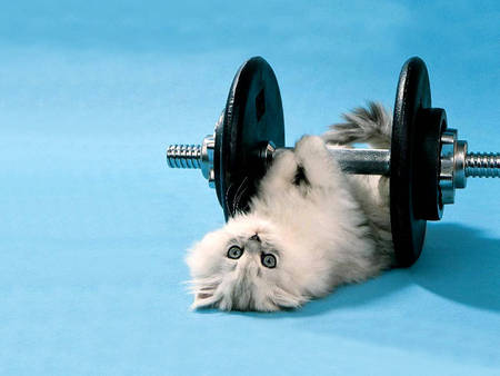 funny kitten - six more to go, watch out dogs, lifting weights