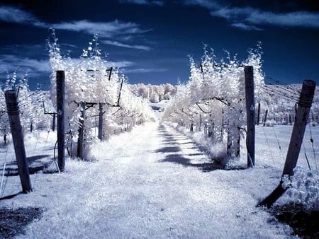 white way - white, trees, photography, way