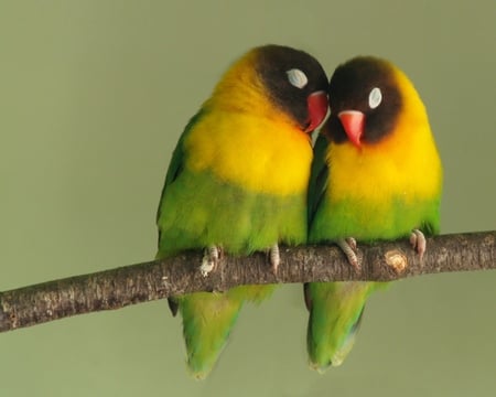 Lovebirds - sleeping, lovebird pair, perch