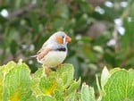 Zebra Finch