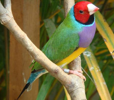 Gouldian Finch - animal, bird, limb, tree, branch, finch