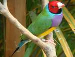 Gouldian Finch