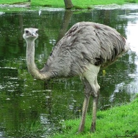 Ostrich