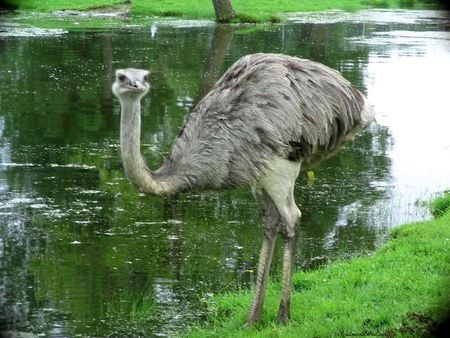 Ostrich - grassy banks, pond, ostrich, bird