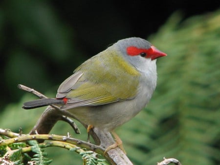 Red Browed Finch