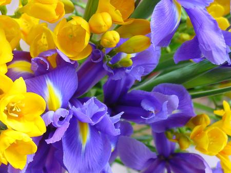 Flower Garden - irises, yellow flowers, garden