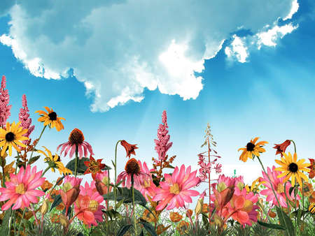 Pink Field - sky, flowers, garden, clouds