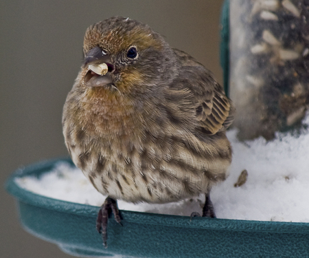 House Finch - birdfeeder, tree, bird, finch