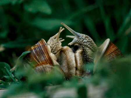 Garden Snails - snails, brown, garden, touching