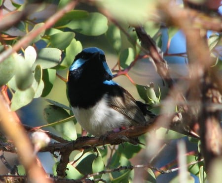 Blue Bird - blue bird, tree