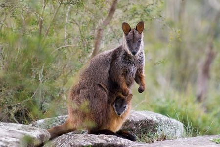 Rock Wallaby - pouch, trees, baby, black footed rock wallaby, rocks