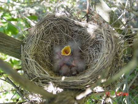 Robins Nest - bird, nest, tree, chicks