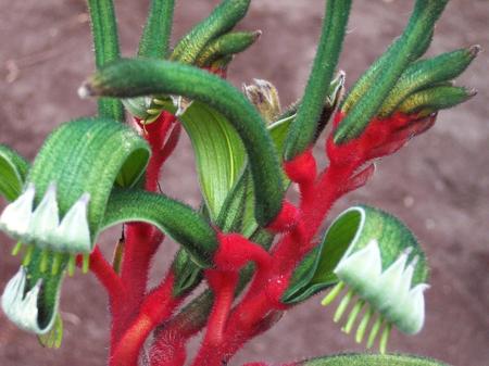 Red Kangaroo Paw - flowers, red, kangaroo paw