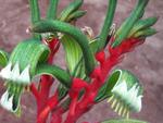 Red Kangaroo Paw