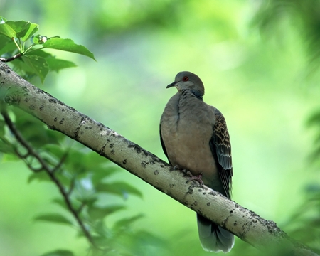 Turtle Dove - bird, branch, turtle dove, tree