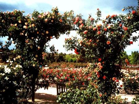 Climbing Roses - arch, climbing roses, flowers, garden