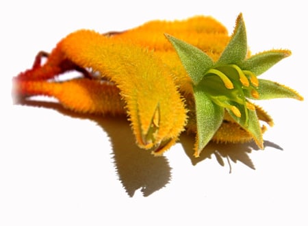 Golden Yellow Kangaroo paw - yellow, flower, kangaroo paw