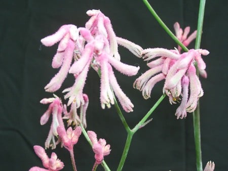 Pink Kangaroo Paw - flowers, pink, kangaroo paw