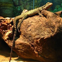 Lizards sunbaking