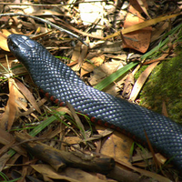 Red bellied black snake