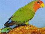 Peachfaced Lovebird