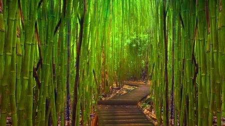 green bamboo forest - nature, trees, forests, green, bamboo