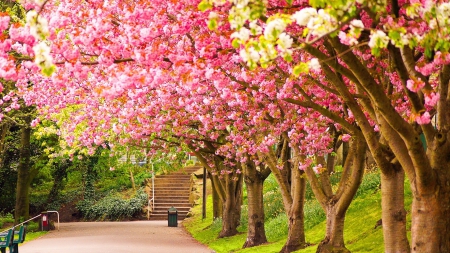 colours of spring - blooms, nature, trees, spring