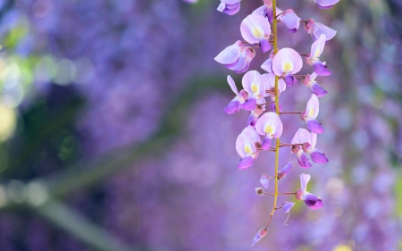 Wisteria - flower, purple, pink, wisteria, macro, green