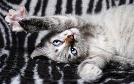 Kitten playing - play, pink, cat, black, zebra, white, kitten, paw, funny, cute, blue eyes