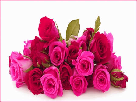 January roses - beauty, roses, pink, red, flowers