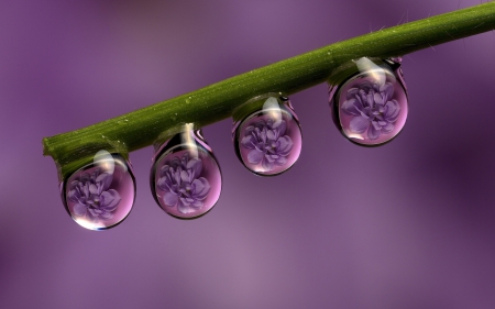 Purple Drops - nature, droplets, purple, flower, drops