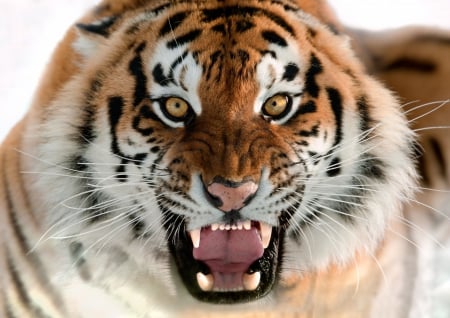 pissed !! - wildlife, cat, animals, wallpaper, angry, tigers, cats, big, tiger