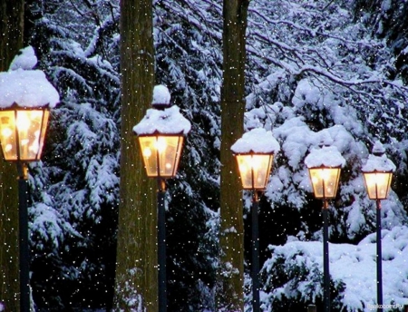 Winter Lights - trees, branches, winter, lights, snow, lampposts