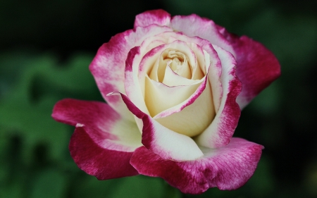 Rose - rose, beautifull, white, flower