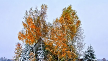 barn surrounded by trees in winter hdr - trees, winter, orange, hdr, barn