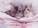 Silver kittens in pale pink bed