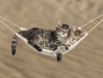 Cute tabby kittens sleeping in a hammock