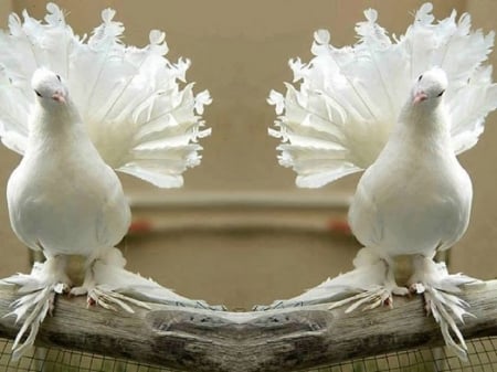 white doves