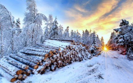 â˜…Sunrise in Forestâ˜… - attractions in dreams, rays light, xmas and new year, sky, sunshine, photography, winter, plants, nature, white trees, cool, clouds, snow, seasons, sunrise, landscapes