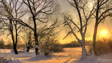 winter sunrise - shadows, sunrise, trees, winter