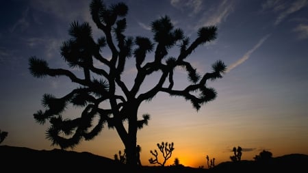 scary cactus silhouette at twilght - silhouette, cactus, desert, twilight