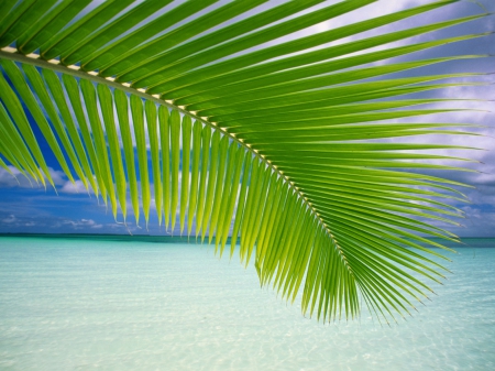 Tree on the Sea - tree, palm, nature, sea