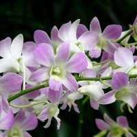 â™¥â™¥â™¥ Orchids â™¥â™¥â™¥