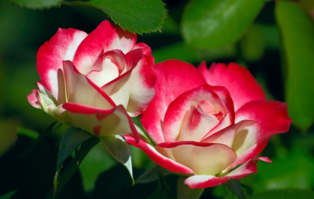 â™¥â™¥â™¥ - flowers, flower, roses, nature