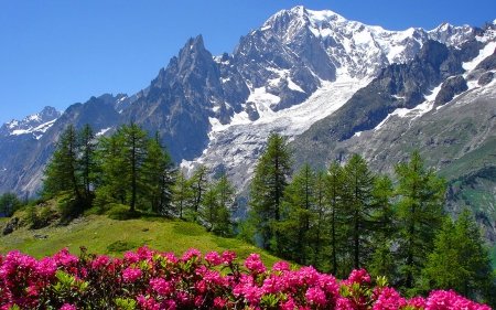 View of a snowy mountain - trees, winter, beautiful, snowy, landscape, spring, grass, lovely, mountain, flowers, view, peak, cliffs, nice, rocks